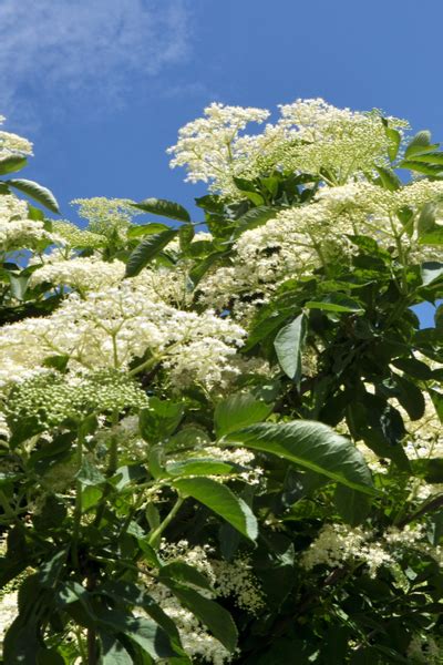 What does elderberry look like growing? How To Grow Elderberry Bushes - Add Super Fruit To Your ...