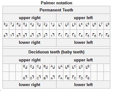 • beginning with the central incisors, the teeth are numbered 1 through 8 (or more). 치아형태학 3.치아 표기법 3) Palmer notation system : 네이버 블로그