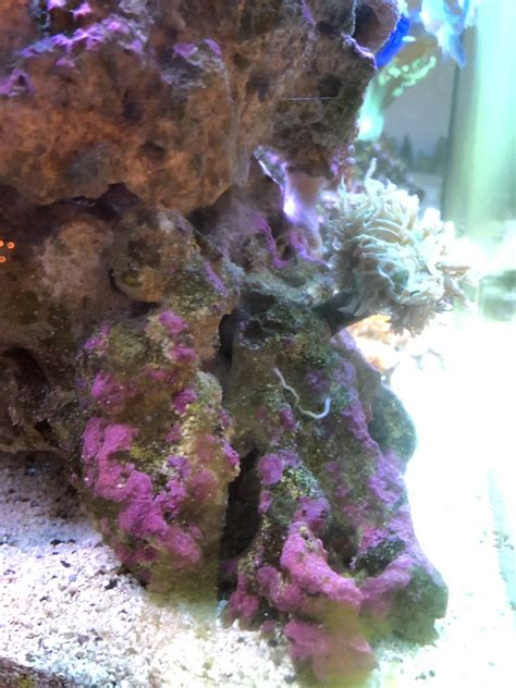 Coralline algae in a bottle? Does it work? | REEF2REEF ...