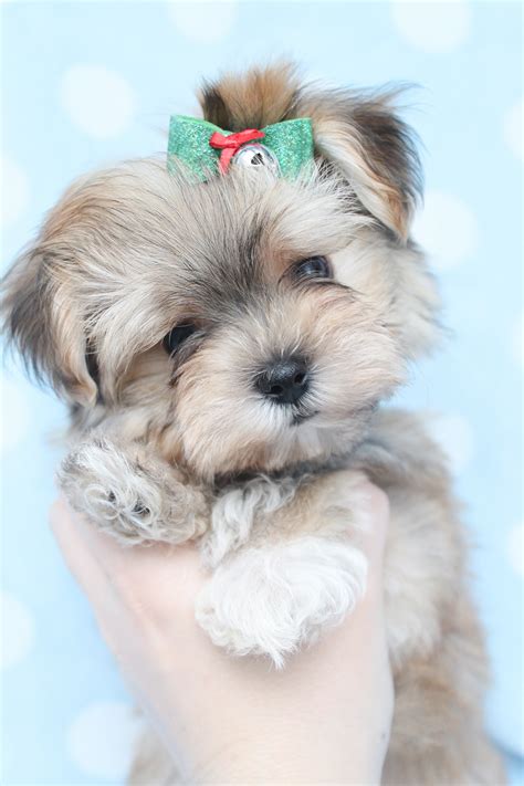 Teacup puppies and boutique is south florida's luxury teacup and toy puppy boutique, specializing in tiny toy, small, and micro teacup puppies for sale. Cheap Teacup Pomeranian Puppies Picture - Dog Breeders Guide