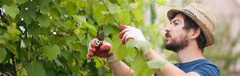 Pruning Grape Vines