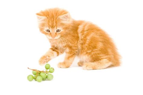 What human food can cats eat, and what not to feed cats. Can Cats Eat Grapes? Heres What to Know About Cats and ...