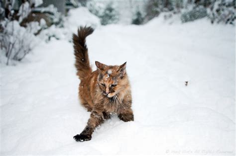 He pants in the car from time to time, and after playing. Cats Playing In The Snow