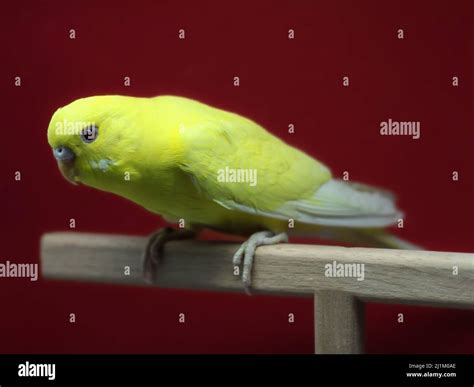 Young Female Yellow Lutino Budgerigar Australian Parakeet Bird Stock