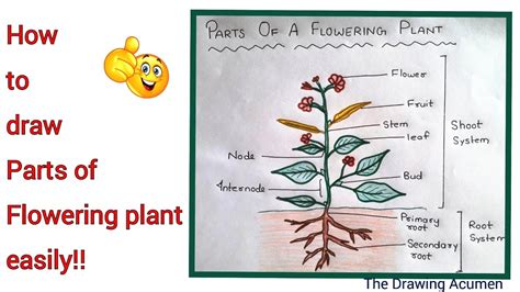 How To Draw Different Parts Of Flowering Plant Step By Step For