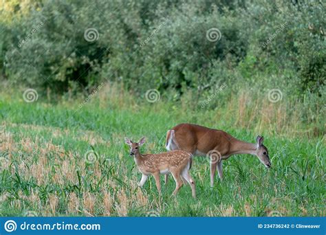 A Whitetail Doe And Its Fawn Grazing Stock Photo Image Of Light