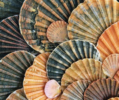 Dress up large walls with this economic pack available in 5 or 11 white brick panel packs. St James Scallops - Bing Wallpaper Download