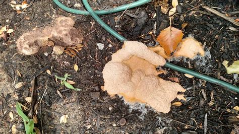 Various types of mold and fungus can cause yellow growth on top of your soil. Yellow Slime Mold - The Dog Vomit Fungus
