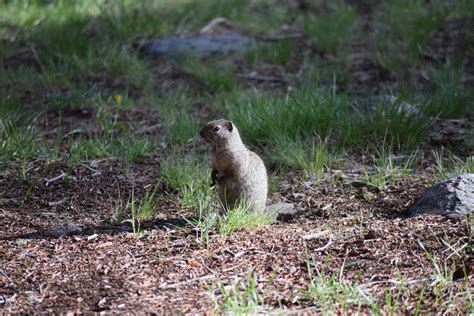 Uinta Ground Squirrel From Amethyst Mountain Wyoming 82190 Usa On May