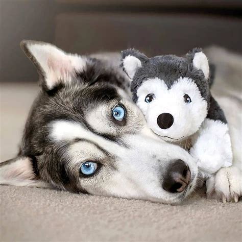 14 Magnificent Facts About Siberian Huskies Page 2 Of 4 Petpress