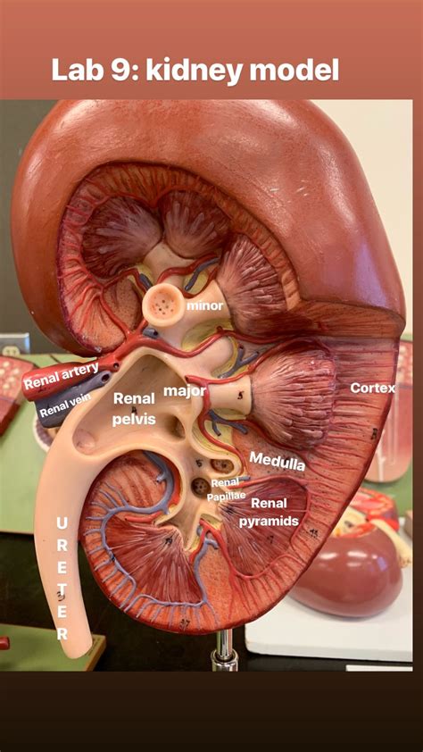 Urinary Sys Kidney Model Medical Anatomy Basic Anatomy And