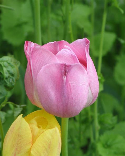Flower Photo Tulip