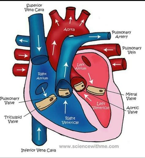 Draw A Labelled Diagram Of Internal Structure Of Human Heart And Explain The Blood Circulation