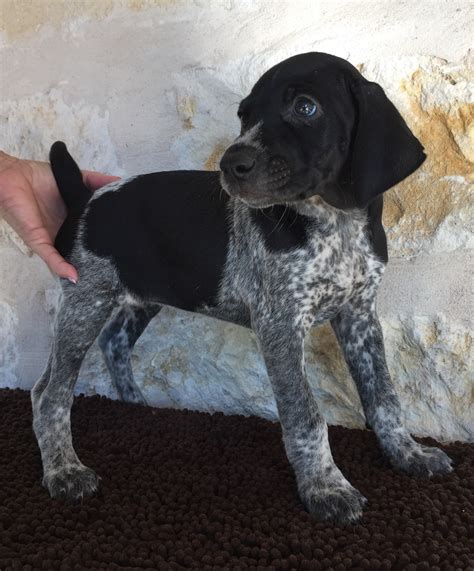 German Shorthaired Pointer Puppies For Sale Wimberley TX 249358