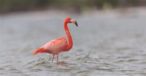 Pitchers with flamingos bird designs. Flamingos are Florida locals | Thumb up