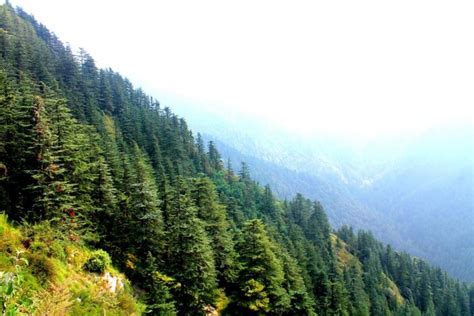 Top Thing To Do In Green Valley 2023 All About Green Valley Shimla