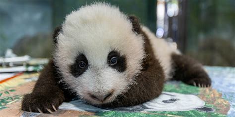 Giant Panda Cam Smithsonians National Zoo