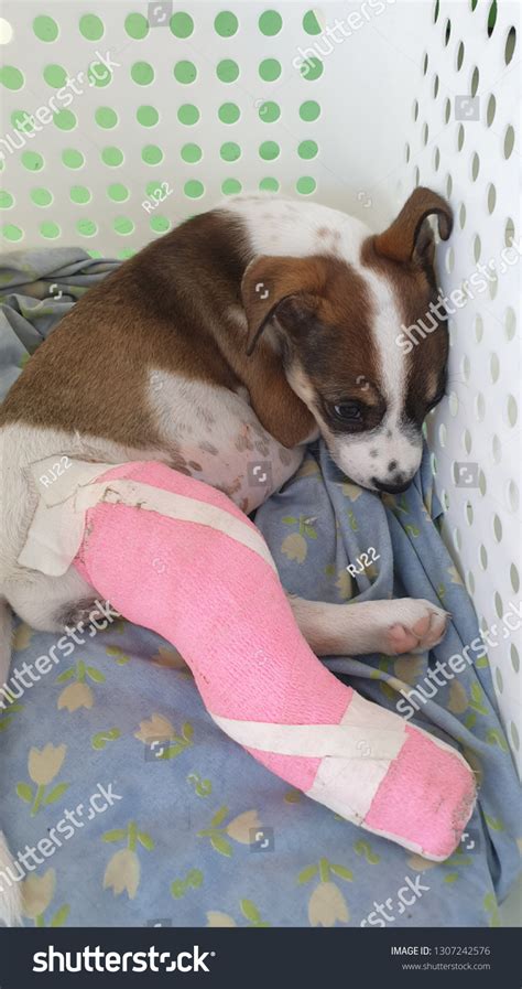 How Do You Take Care Of A Dog With A Cast On