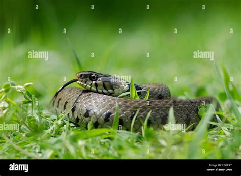 Grass Snake Natrix Natrix Coiled And Resting Sussex Uk Stock Photo Alamy
