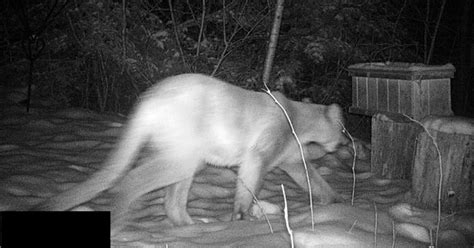 Cougar Seen In Menomonee Falls Wisconsin Dnr Verifies