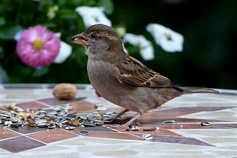 Bird Sparrow Sperling Passer Domesticus Young Foraging Garden