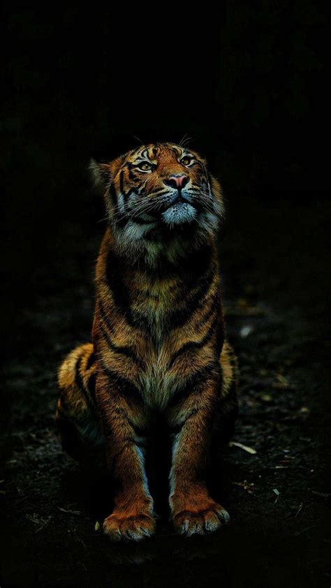 Tiger Aesthetic Wallpapers Wallpaper Cave