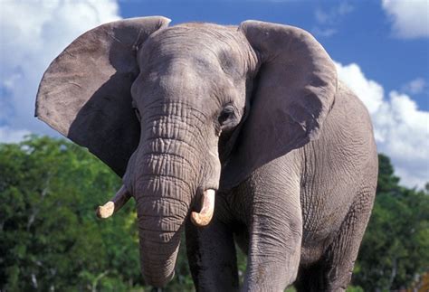 20 Interesting African Elephant Facts For Kids Tail And Fur