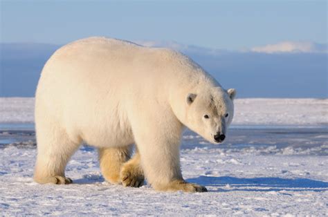 Polar Bear Photo Tour Alaska Polar Bear Photography Workshop Anwr