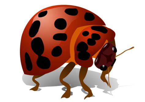 Download 60 Funny Bug Clipart Ginva