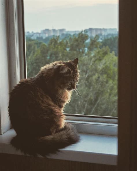 Premium Photo Cat Sitting On Window Sill At Home