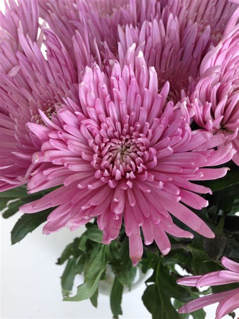 Enchanted flowers works hard to craft outstanding floral arrangements and provide exceptional customer satisfaction to new rochelle, ny. Nature's Goodness Is Found In Spider Mums
