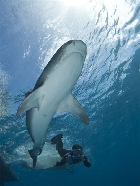 In Images Tracking Tiger Shark Migrations In The Coral Sea Live Science