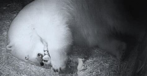 sea world twin polar bear cubs born to mother liya in gold coast park au — australia
