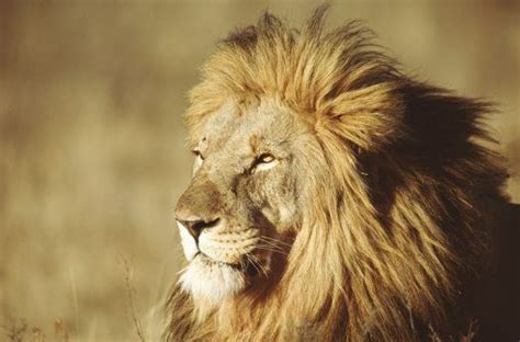 10 Roarsome Lion Facts National Geographic Kids