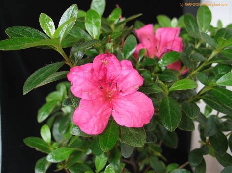 Check spelling or type a new query. Azalea - Rhododendron care