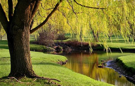 Willow Tree Care And Growing Tips Uk