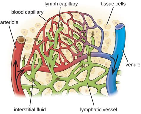 261 Anatomy Of The Circulatory And Lymphatic Systems Microbiology
