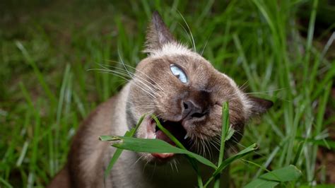 The Real Reason Cats Eat Grass
