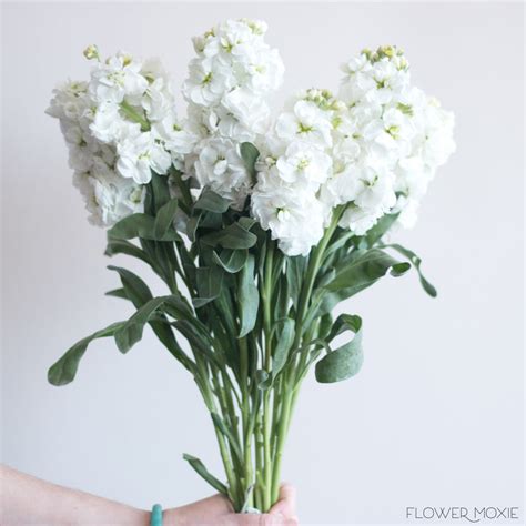 White Stock Flower Bulk Fresh Diy Wedding Flower Flower Moxie