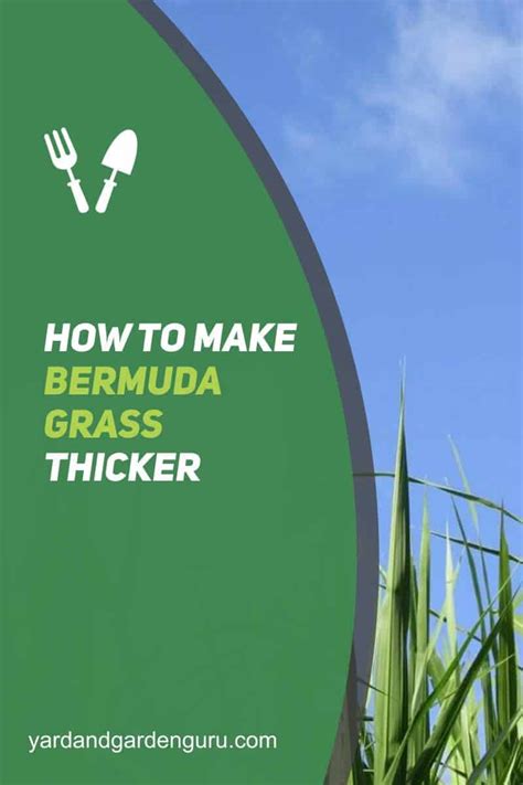 Make sure the area is well irrigated. How To Make Bermuda Grass Thicker