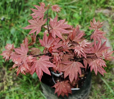 Live In The Pink Dwarf Japanese Maple Tree 3 By Themapletreelady