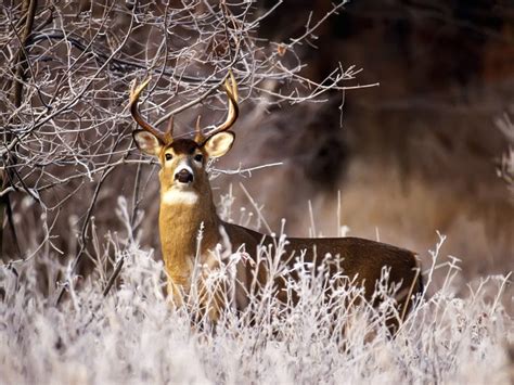 38 Winter Deer Wallpaper Backgrounds Wallpapersafari