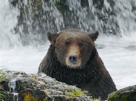 Katmai National Park Famous For Bear Viewing Is Accepting Summer