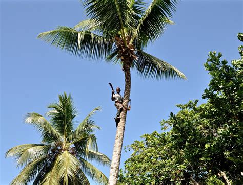 Dongjiao coconut plantations travelers' reviews, business hours, introduction, open hours. Harvest Time | The coconut plantation on La Digue in the ...