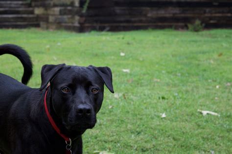 Free Stock Photo Of Animal Photography Animal Portrait Black Dog