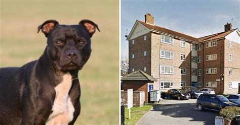 Man Killed By His Own Dog In Wood Green While Bbc Filmed Him For A