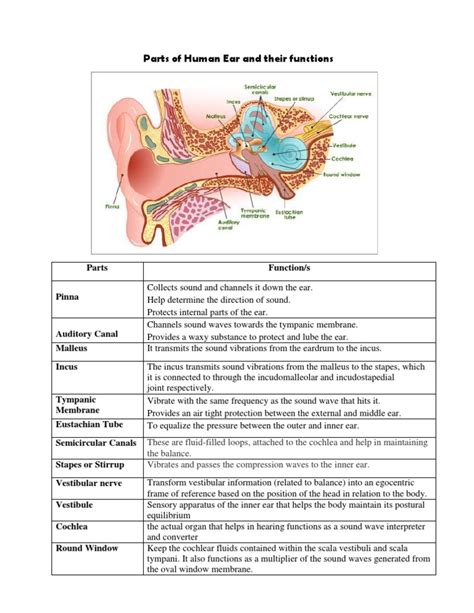 Parts Of Human Ear And Their Functions