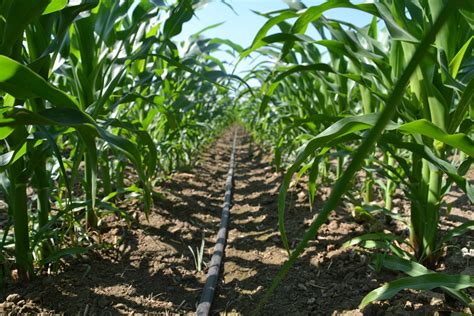 Smart Farm Farmer In Eldoret Using Drip Irrigation To Grow Maize
