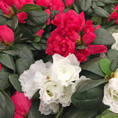 How to Care for Florist's Plants | Yard and Garden