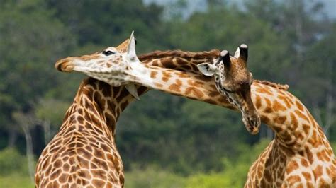 Bbc Earth Giraffes May Not Have Evolved Long Necks To Reach Tall Trees